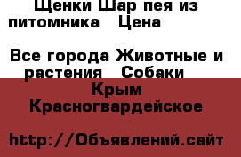 Щенки Шар пея из питомника › Цена ­ 25 000 - Все города Животные и растения » Собаки   . Крым,Красногвардейское